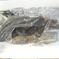 11月 27日（金） 午前・ヒラメ釣り 午後・ウタセ真鯛の写真その2