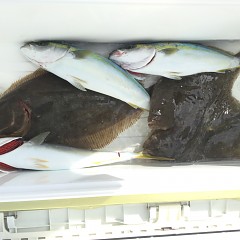 11月 27日（金） 午前・ヒラメ釣り 午後・ウタセ真鯛の写真その3