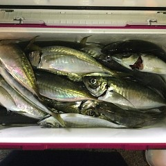 3月 1日（月）午前・泳がせ釣り 午後・アジ釣りの写真その8