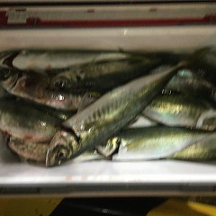 3月 1日（月）午前・泳がせ釣り 午後・アジ釣りの写真その9