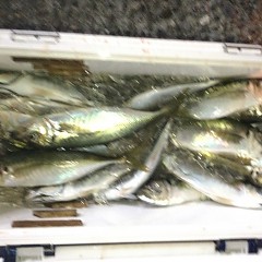 3月 1日（月）午前・泳がせ釣り 午後・アジ釣りの写真その10