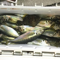 3月 1日（月）午前・泳がせ釣り 午後・アジ釣りの写真その11