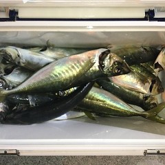 3月 1日（月）午前・泳がせ釣り 午後・アジ釣りの写真その12