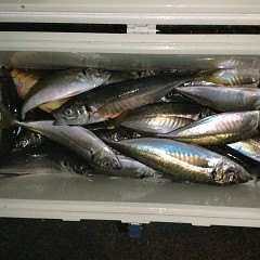 3月 4日（木）午後便・アジ釣りの写真その2