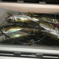 3月 4日（木）午後便・アジ釣りの写真その3
