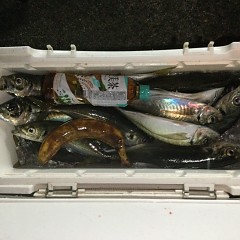 3月 4日（木）午後便・アジ釣りの写真その4