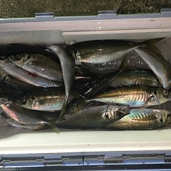 3月 4日（木）午後便・アジ釣りの写真その5