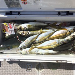 3月 6日（土）午前便・アジ釣りの写真その12