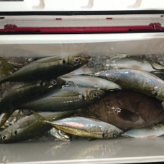 3月 6日（土）午後便・アジ釣りの写真その7