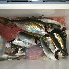 3月 6日（土）午後便・アジ釣りの写真その8