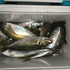 3月 6日（土）午後便・アジ釣りの写真その9