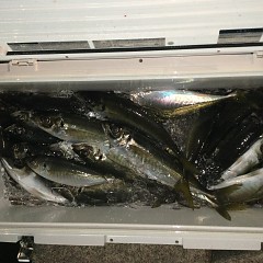 3月 6日（土）午後便・アジ釣りの写真その10