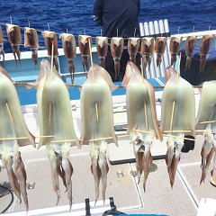 7月 18日（日）1日便・スルメイカ釣りの写真その8