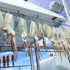 8月 5日（木）1日便・スルメイカ釣りの写真その3