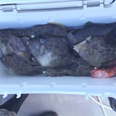10月 24日（日）午前・カワハギ釣り 午後・ウタセ真鯛の写真その1