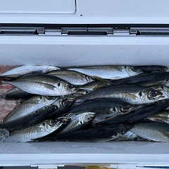 3月 16日（水） 午後便・アジ釣りの写真その9