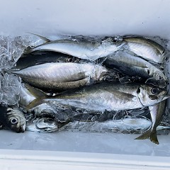 3月 16日（水） 午後便・アジ釣りの写真その10