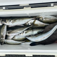 5月 1日（日） 午前便・アジ釣りの写真その1