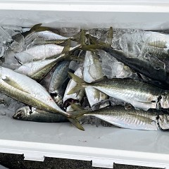 5月 1日（日） 午前便・アジ釣りの写真その2