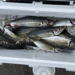 5月 1日（日） 午前便・アジ釣りの写真その3