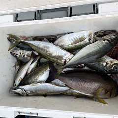 5月 2日（月） 午前便・午後便・アジ釣りの写真その4
