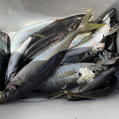 5月 2日（月） 午前便・午後便・アジ釣りの写真その6
