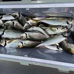 5月 2日（月） 午前便・午後便・アジ釣りの写真その7
