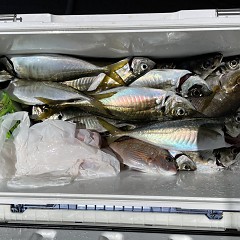 5月 2日（月） 午前便・午後便・アジ釣りの写真その9