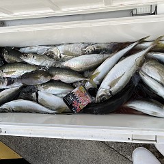 5月 3日（火） 午前便・午後便・アジ釣りの写真その7