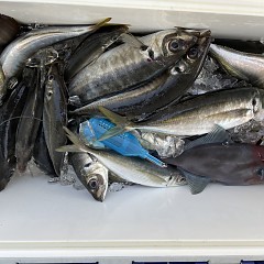 5月 3日（火） 午前便・午後便・アジ釣りの写真その8