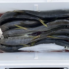 5月 3日（火） 午前便・午後便・アジ釣りの写真その9