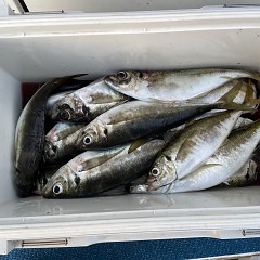 5月 4日（水） 午前便・午後便・アジ釣りの写真その5