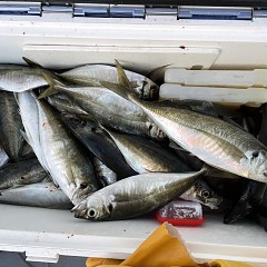 5月 4日（水） 午前便・午後便・アジ釣りの写真その7