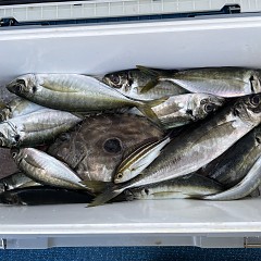 5月 5日（木） 午前便・午後便・アジ釣りの写真その1