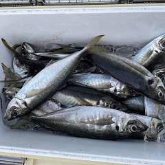 5月 5日（木） 午前便・午後便・アジ釣りの写真その2
