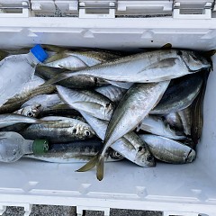 5月 5日（木） 午前便・午後便・アジ釣りの写真その3