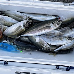 5月 5日（木） 午前便・午後便・アジ釣りの写真その4