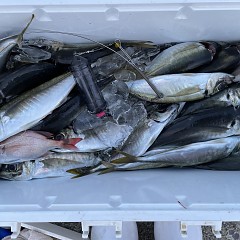 5月 5日（木） 午前便・午後便・アジ釣りの写真その5