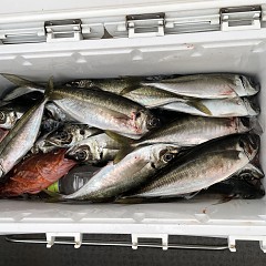 5月 6日（金） 午前便・午後便・アジ釣りの写真その4