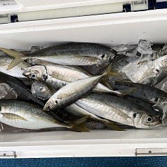 5月 6日（金） 午前便・午後便・アジ釣りの写真その5