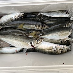 5月 6日（金） 午前便・午後便・アジ釣りの写真その6