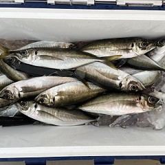 5月 6日（金） 午前便・午後便・アジ釣りの写真その7