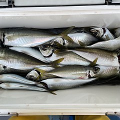 5月 7日（土） 午前・午後・アジ釣りの写真その4