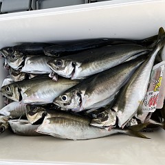 5月 7日（土） 午前・午後・アジ釣りの写真その5