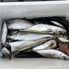 5月 7日（土） 午前・午後・アジ釣りの写真その6