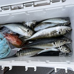5月 7日（土） 午前・午後・アジ釣りの写真その7