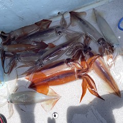 6月 27日（月） スルメイカ釣りの写真その6