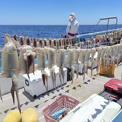 6月 30日（木） スルメイカ釣りの写真その10