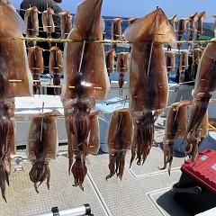 8月 1日（月） スルメイカ釣りの写真その4