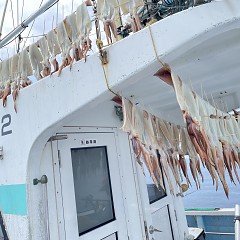8月 4日（木） スルメイカ釣りの写真その5